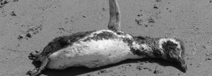Un pingouin mort